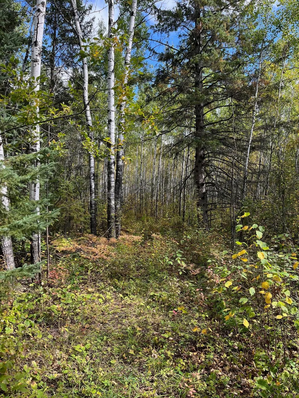 TBD W County Road 3 International Falls, MN 56669
