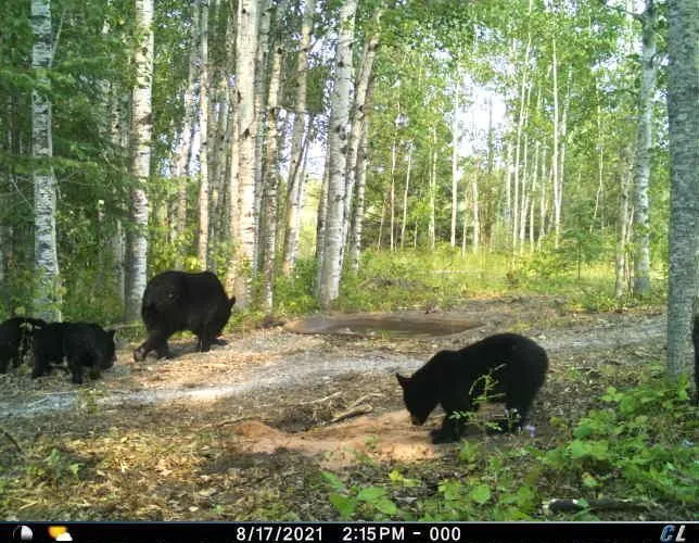 TBD W County Road 3 International Falls, MN 56669