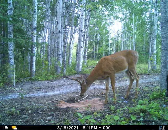 TBD W County Road 3 International Falls, MN 56669