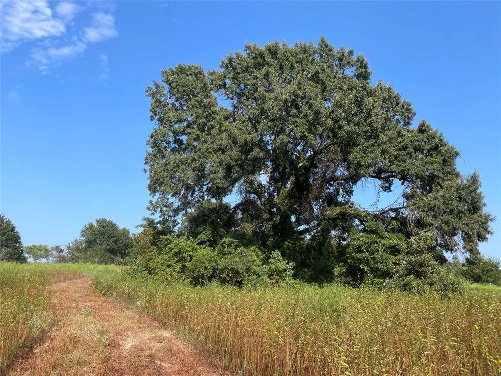 County Road 305 Frankston, TX 75763