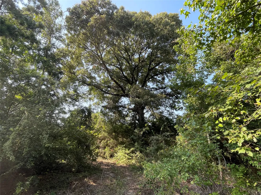 County Road 305 Frankston, TX 75763