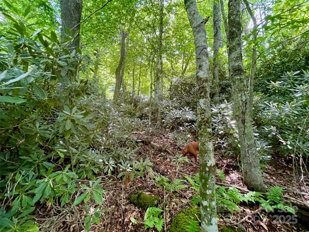 125 Stoneledge Lane #125 Blowing Rock, NC 28605
