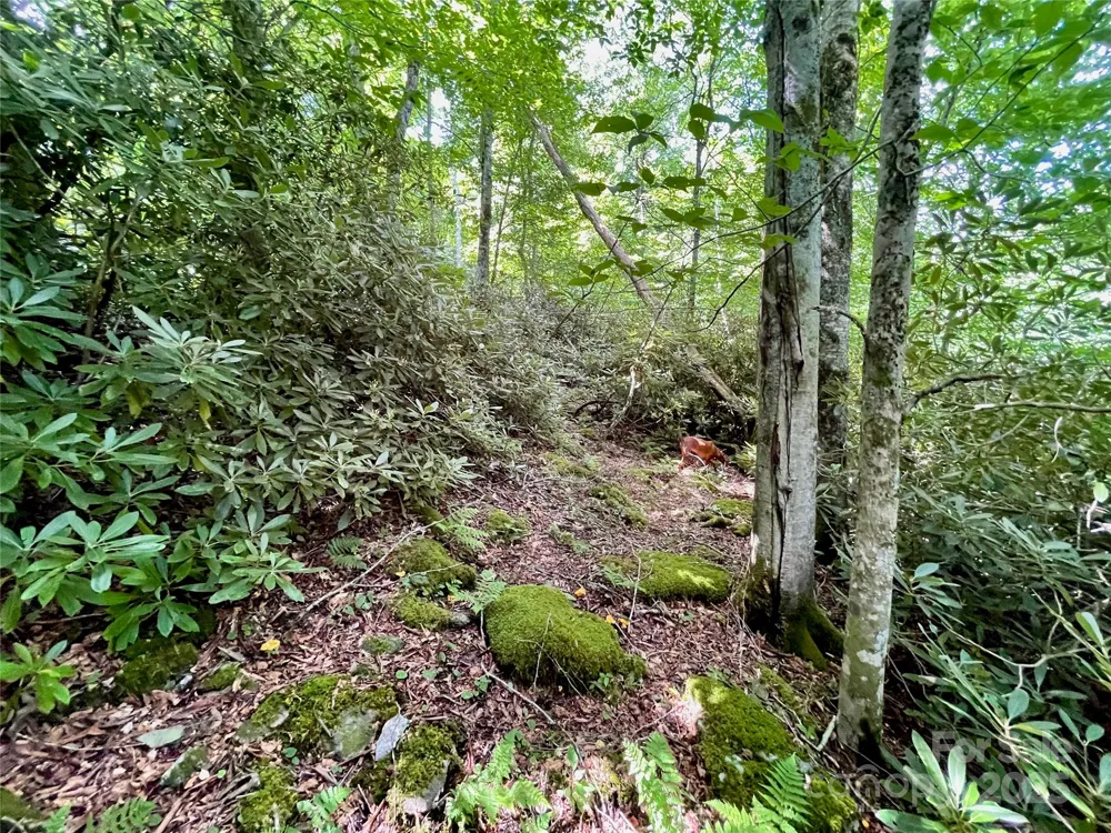125 Stoneledge Lane #125 Blowing Rock, NC 28605