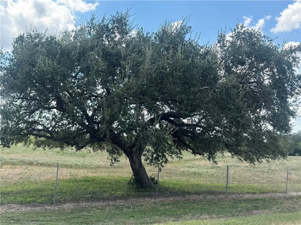 CR 631 Skidmore, TX 78389