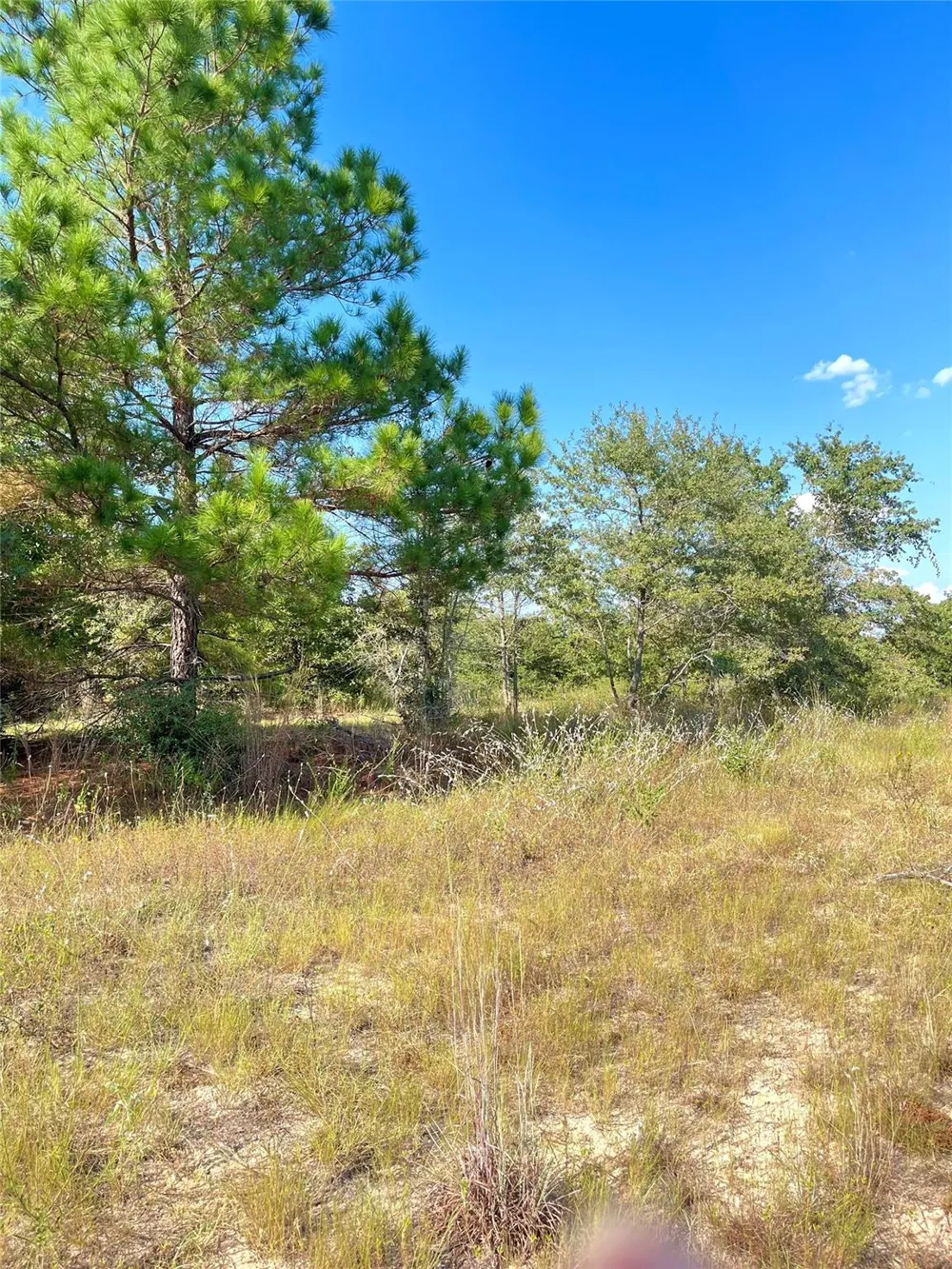 Ponderosa Loop Paige, TX 78659