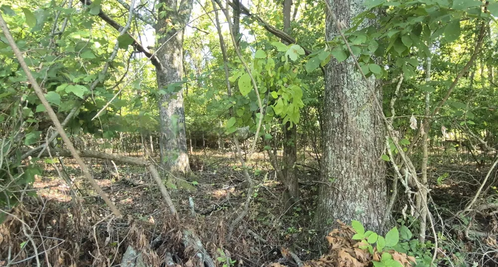 0 Spring Street Monteagle, TN 37356