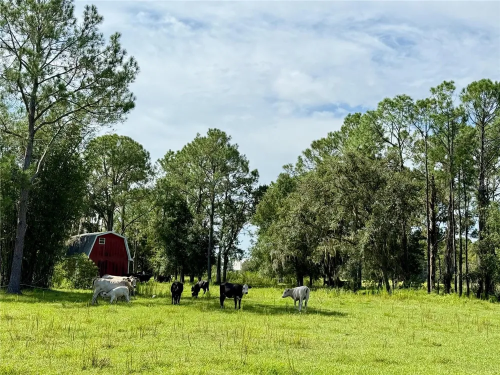 10460 EHREN CUTOFF Land O Lakes, FL 34639