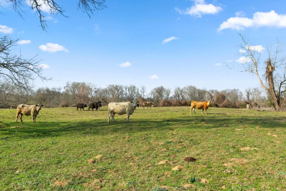 Shaws Bend Rd Columbus, TX 78934