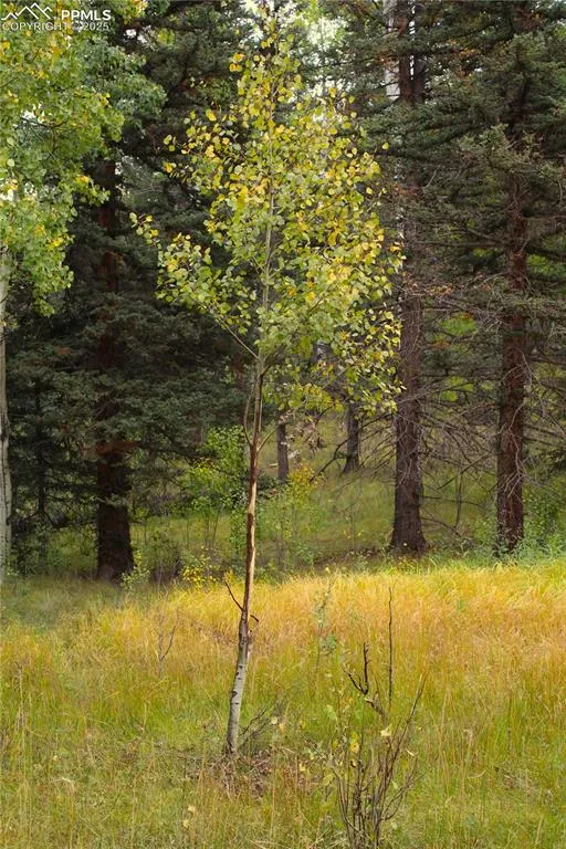 6500 County Road 5 Divide, CO 80814