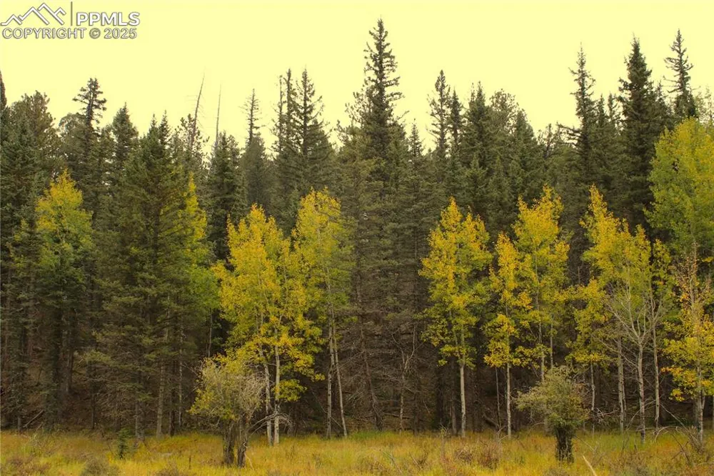 6500 County Road 5 Divide, CO 80814