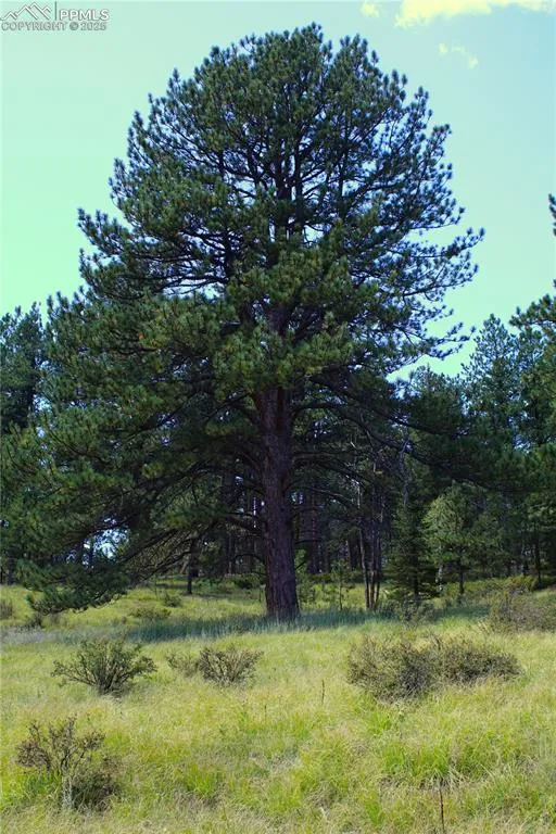6500 County Road 5 Divide, CO 80814