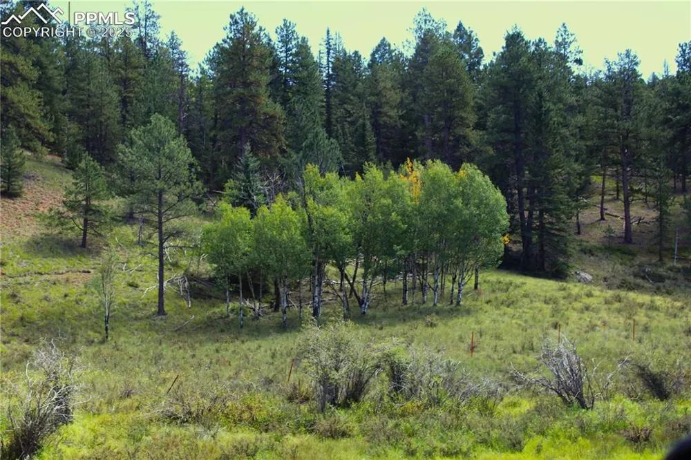 6500 County Road 5 Divide, CO 80814