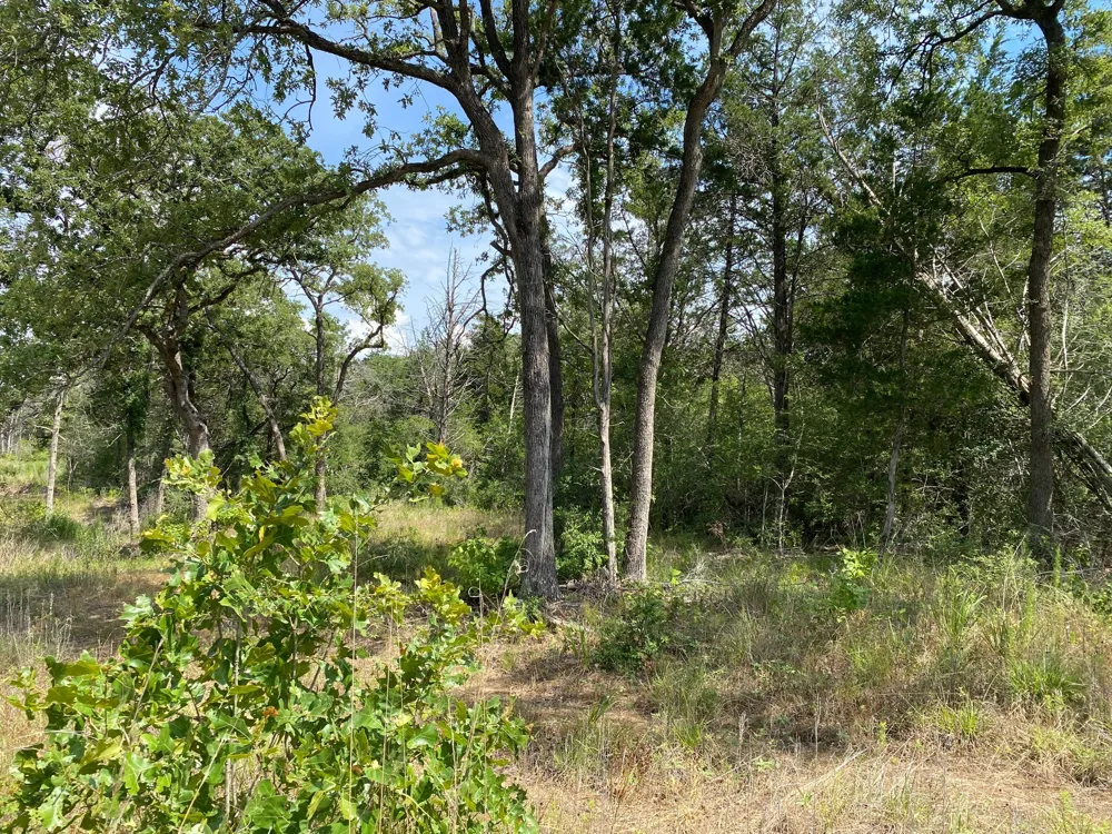 High Crossing Rd - TRACT 8 Smithville, TX 78957