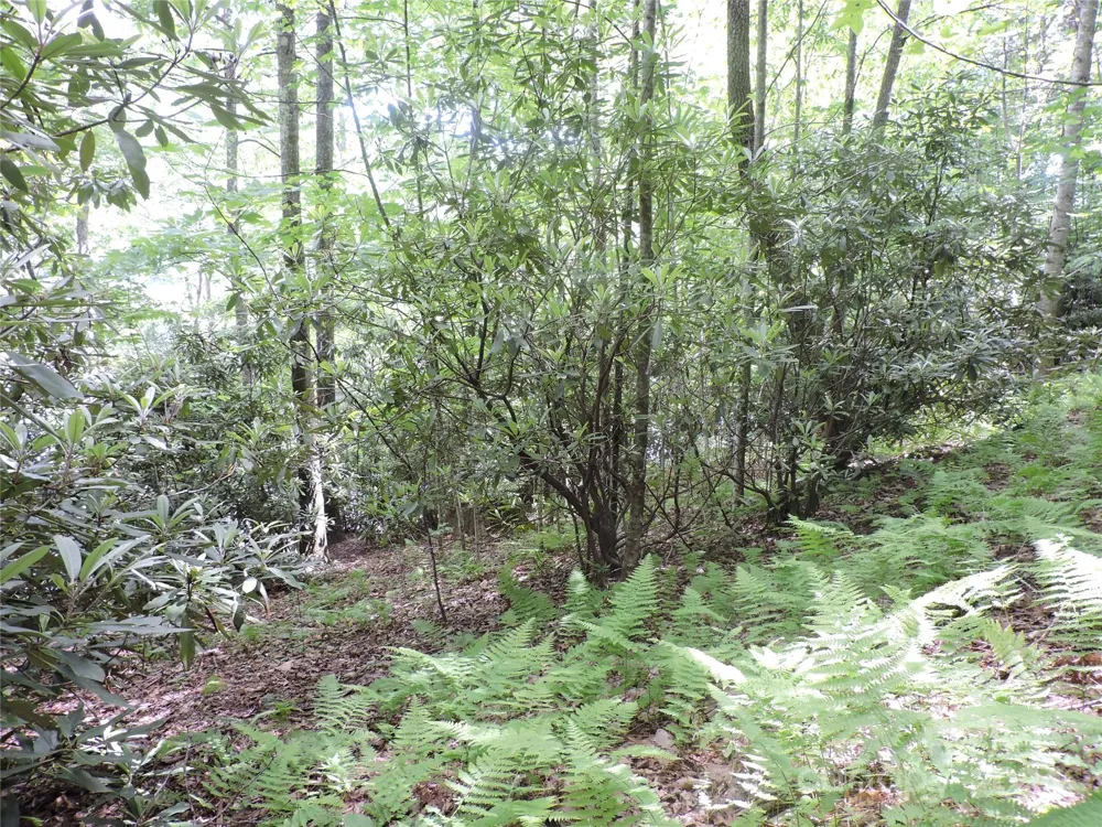 00 South Toe River Road #lot 3 Burnsville, NC 28714