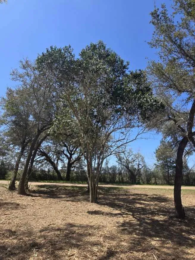 Tinkler Rock Island, TX 77470