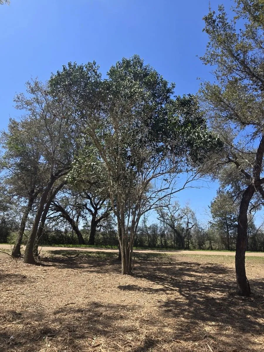 Tinkler Rock Island, TX 77470