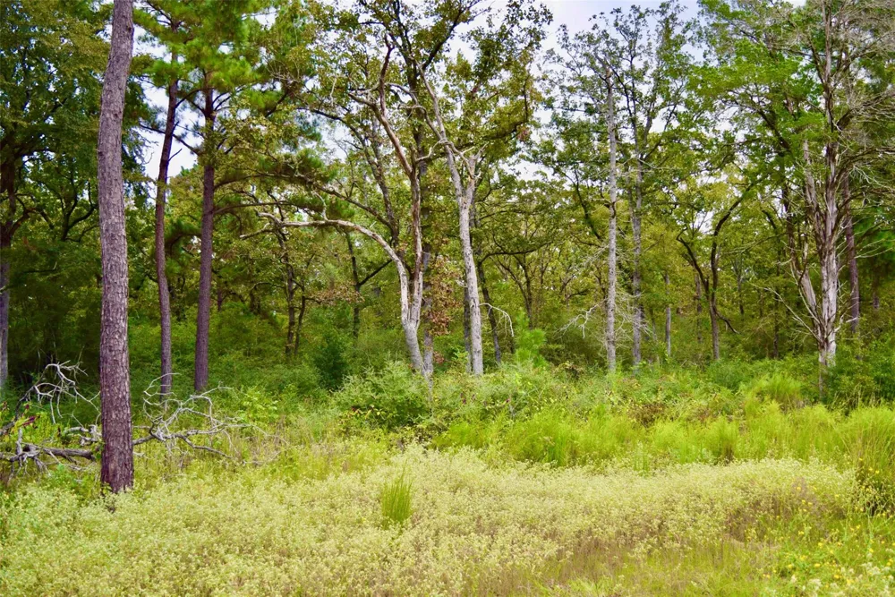 County Road 114 Centerville, TX 75833