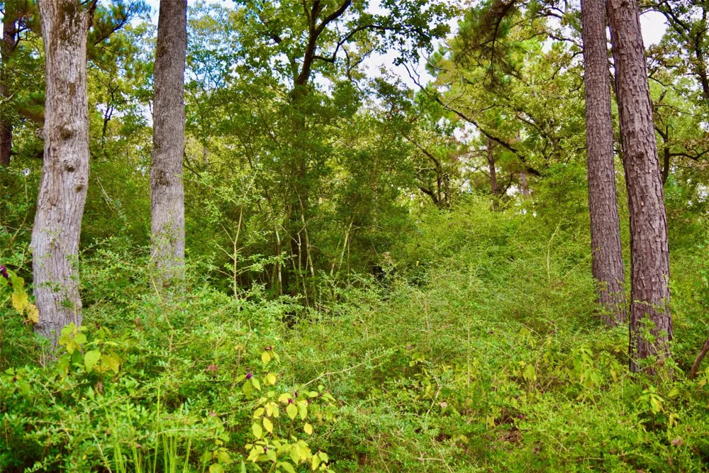 County Road 114 Centerville, TX 75833