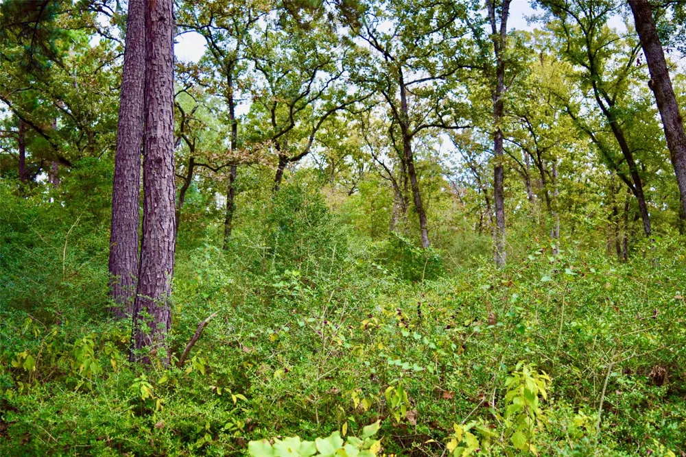 County Road 114 Centerville, TX 75833
