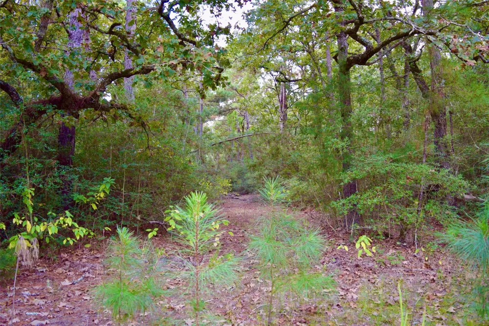 County Road 114 Centerville, TX 75833