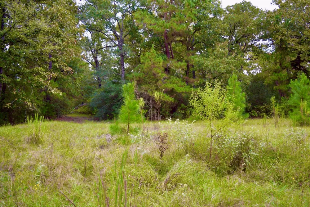 County Road 114 Centerville, TX 75833