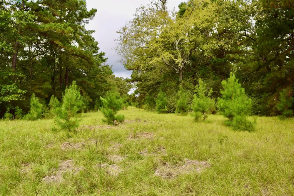 County Road 114 Centerville, TX 75833