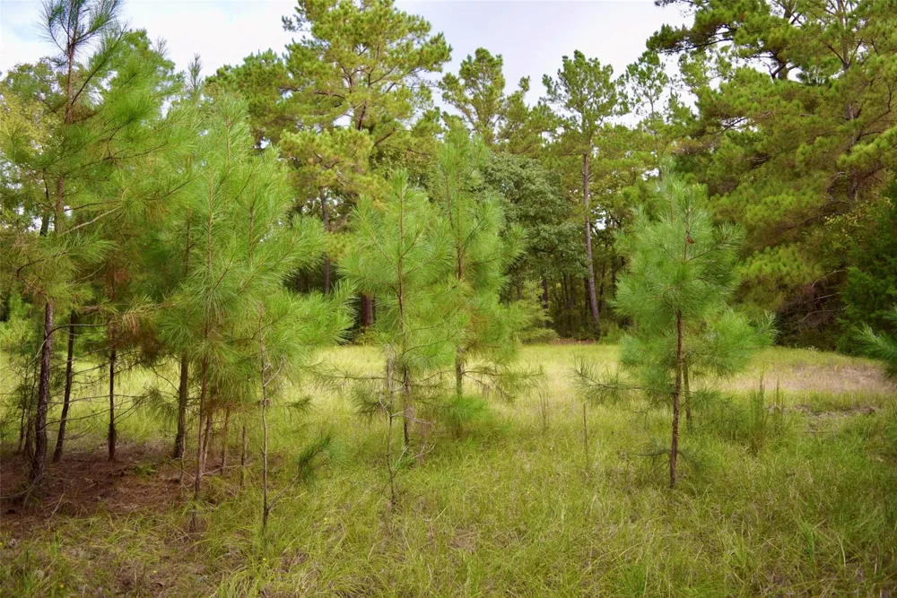 County Road 114 Centerville, TX 75833