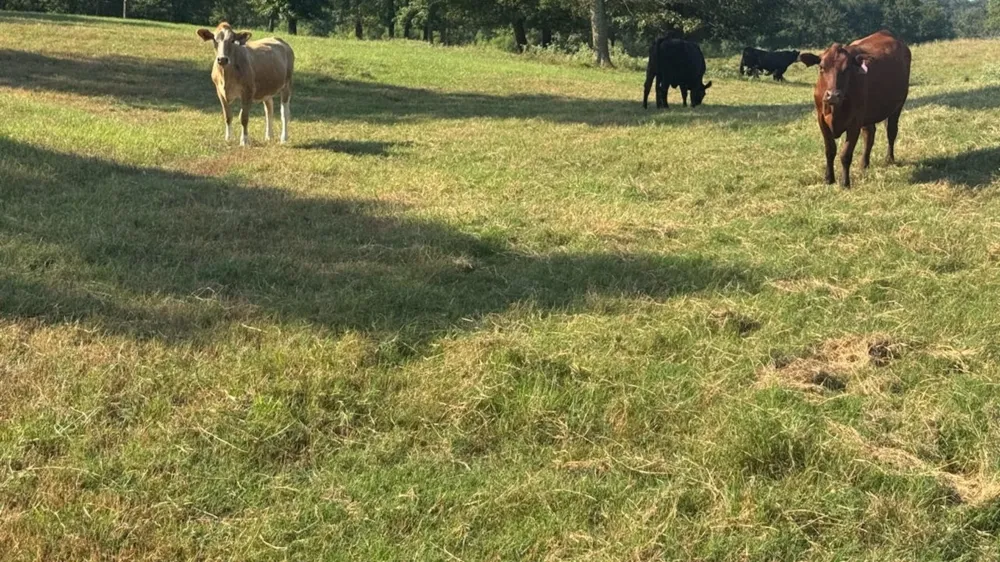 768 County Road 2220 Talco, TX 75487
