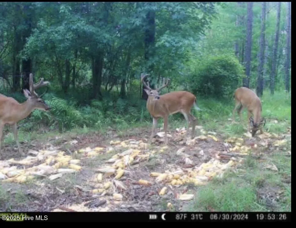 250 Long Bluff Road Currie, NC 28435