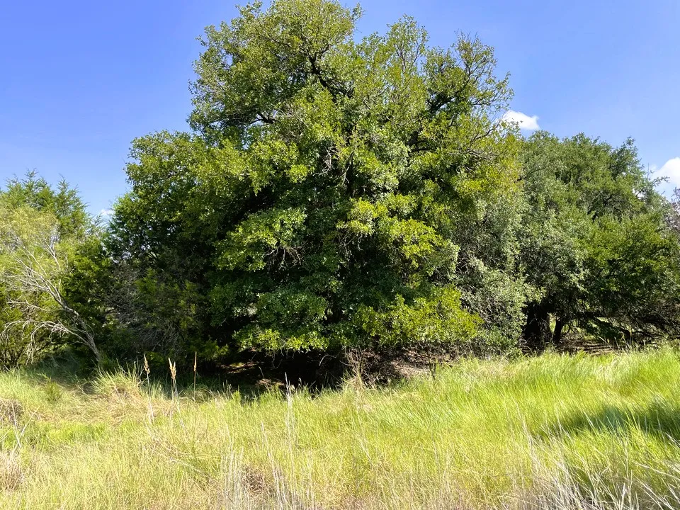 153 Live Oak Mott Drive Goldthwaite, TX 76844