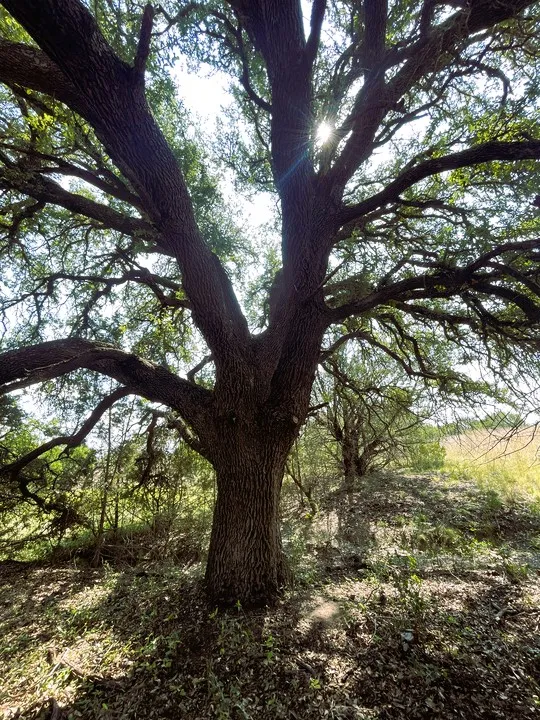 153 Live Oak Mott Drive Goldthwaite, TX 76844
