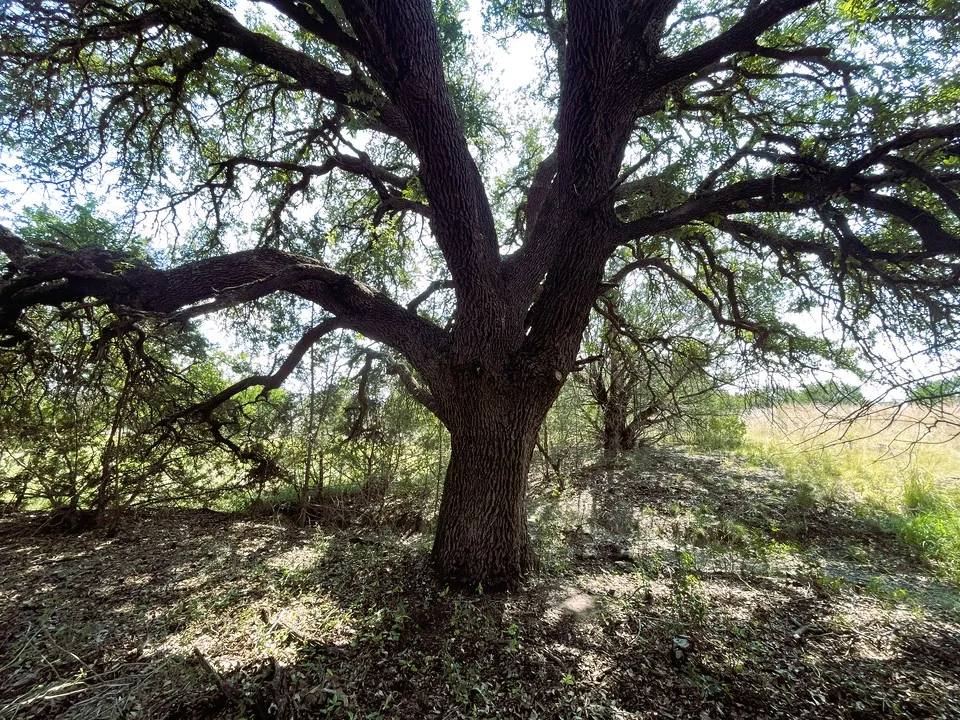 153 Live Oak Mott Drive Goldthwaite, TX 76844