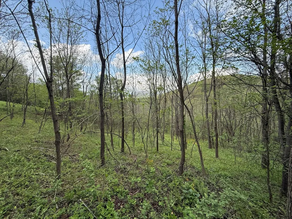 Northridge Drive Canton, NC 28716