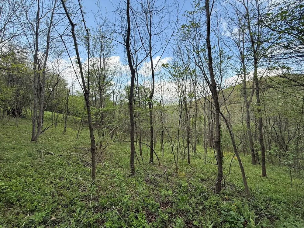 Northridge Drive Canton, NC 28716