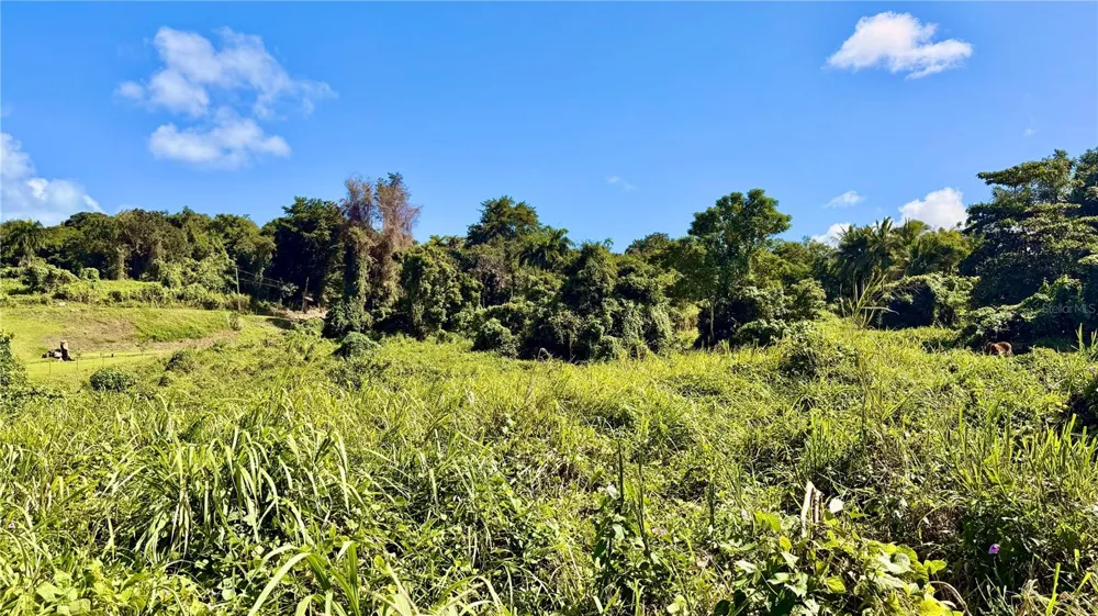 BO ZARAL SEC CAROLA Rio Grande, PR 00721
