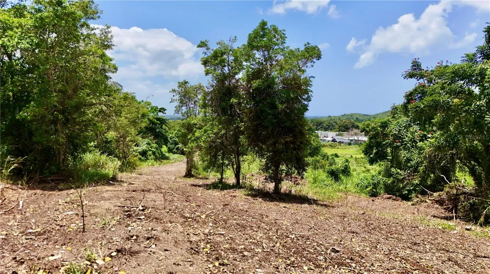 BO ZARAL SEC CAROLA Rio Grande, PR 00721