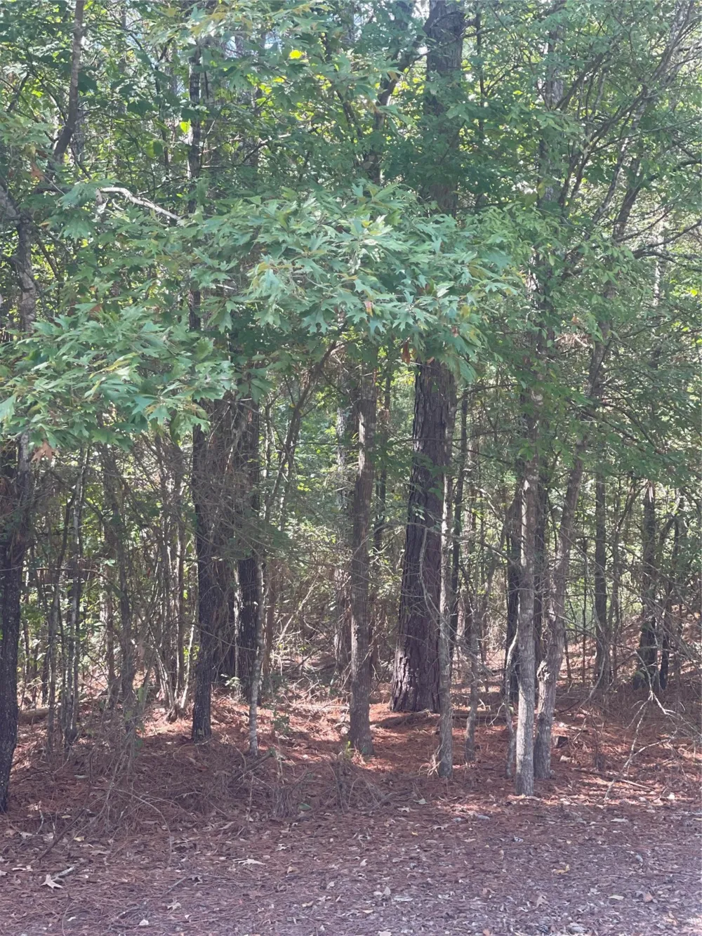Ferry Lake Tract B Oil City, LA 71061