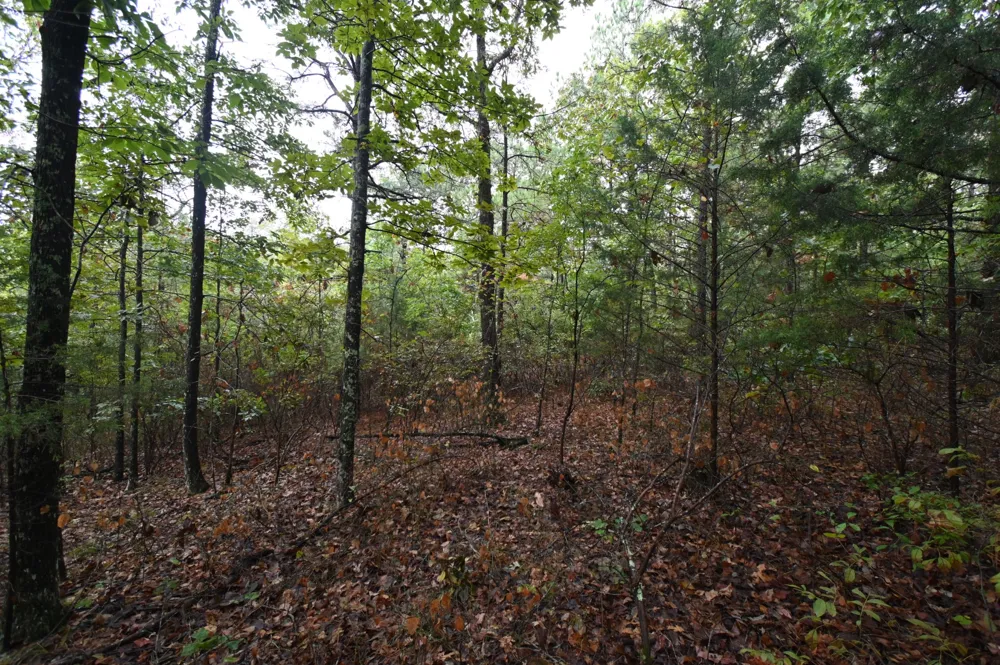 62 Hardison Ln Linden, TN 37096