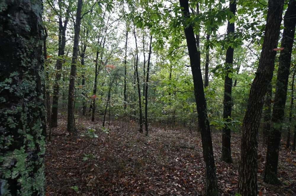 62 Hardison Ln Linden, TN 37096