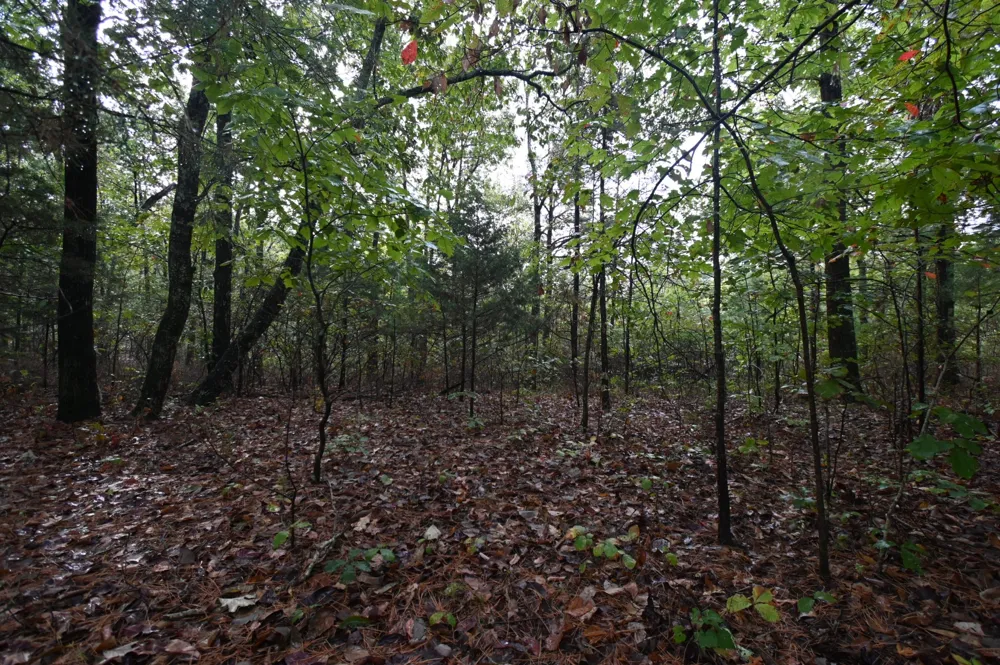 62 Hardison Ln Linden, TN 37096