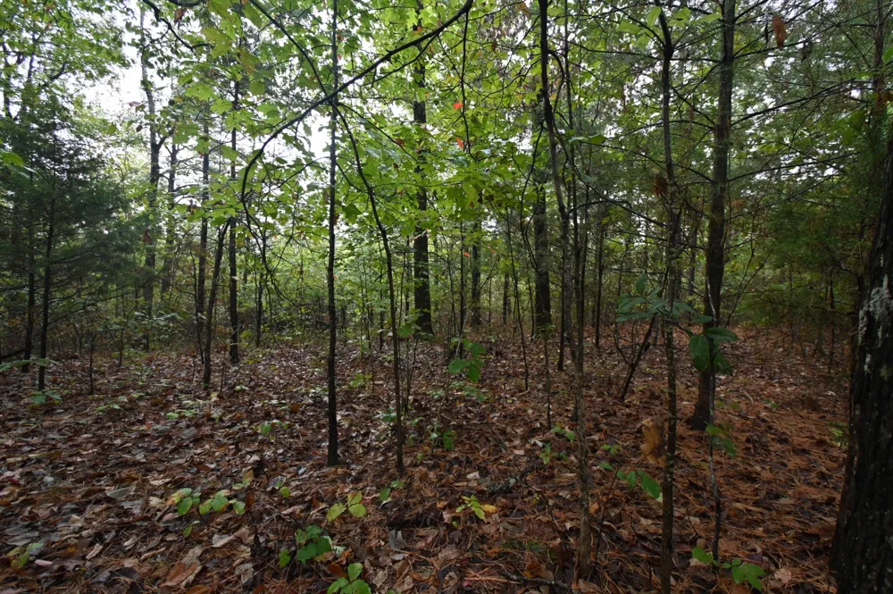 62 Hardison Ln Linden, TN 37096