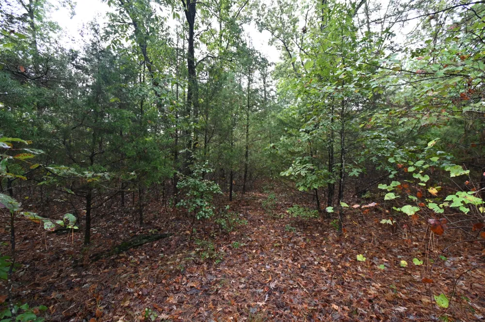 62 Hardison Ln Linden, TN 37096