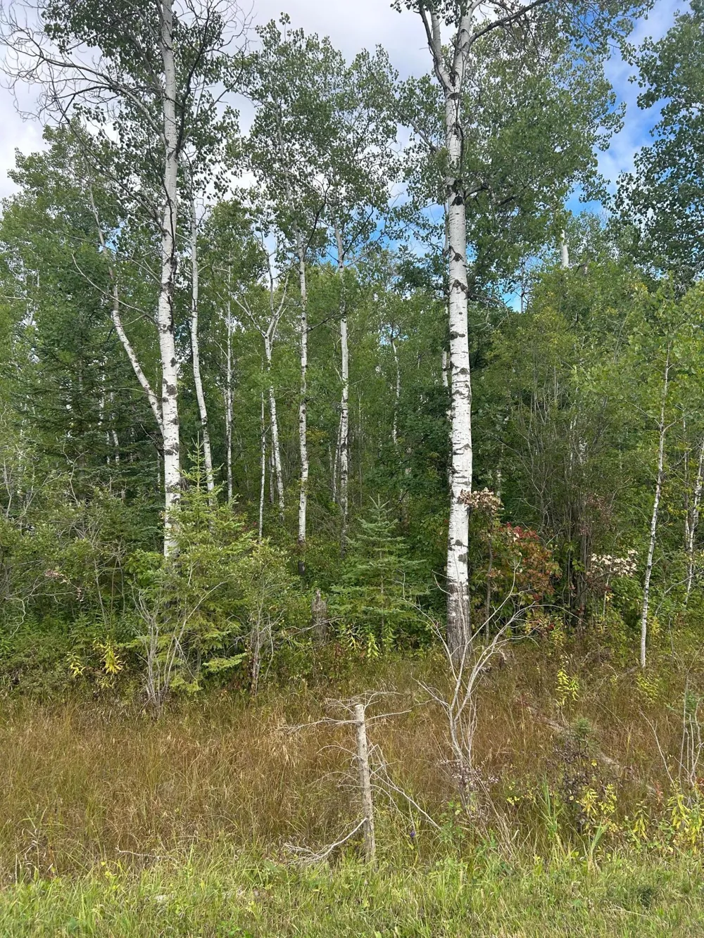 TBD 340th Avenue Roseau, MN 56751