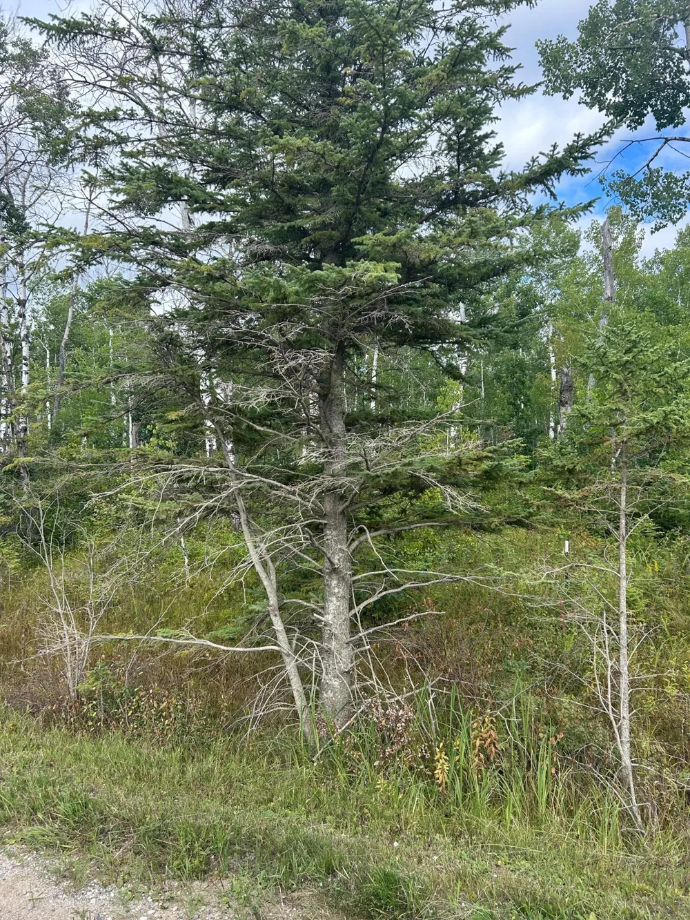 TBD 340th Avenue Roseau, MN 56751
