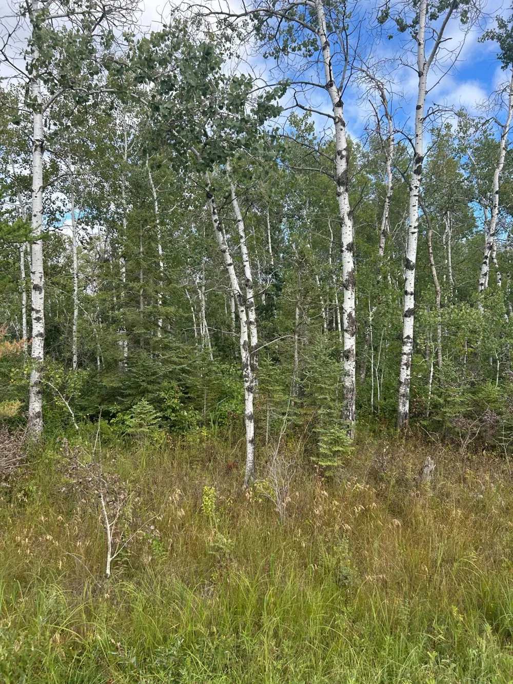 TBD 340th Avenue Roseau, MN 56751