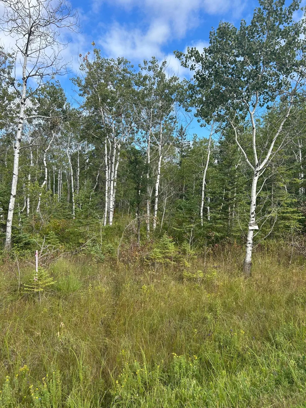 TBD 340th Avenue Roseau, MN 56751