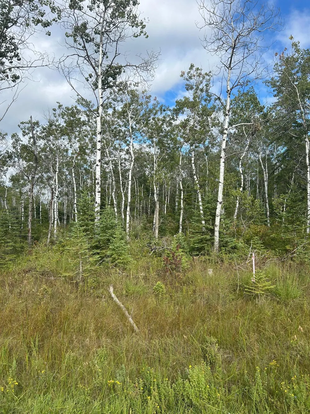 TBD 340th Avenue Roseau, MN 56751