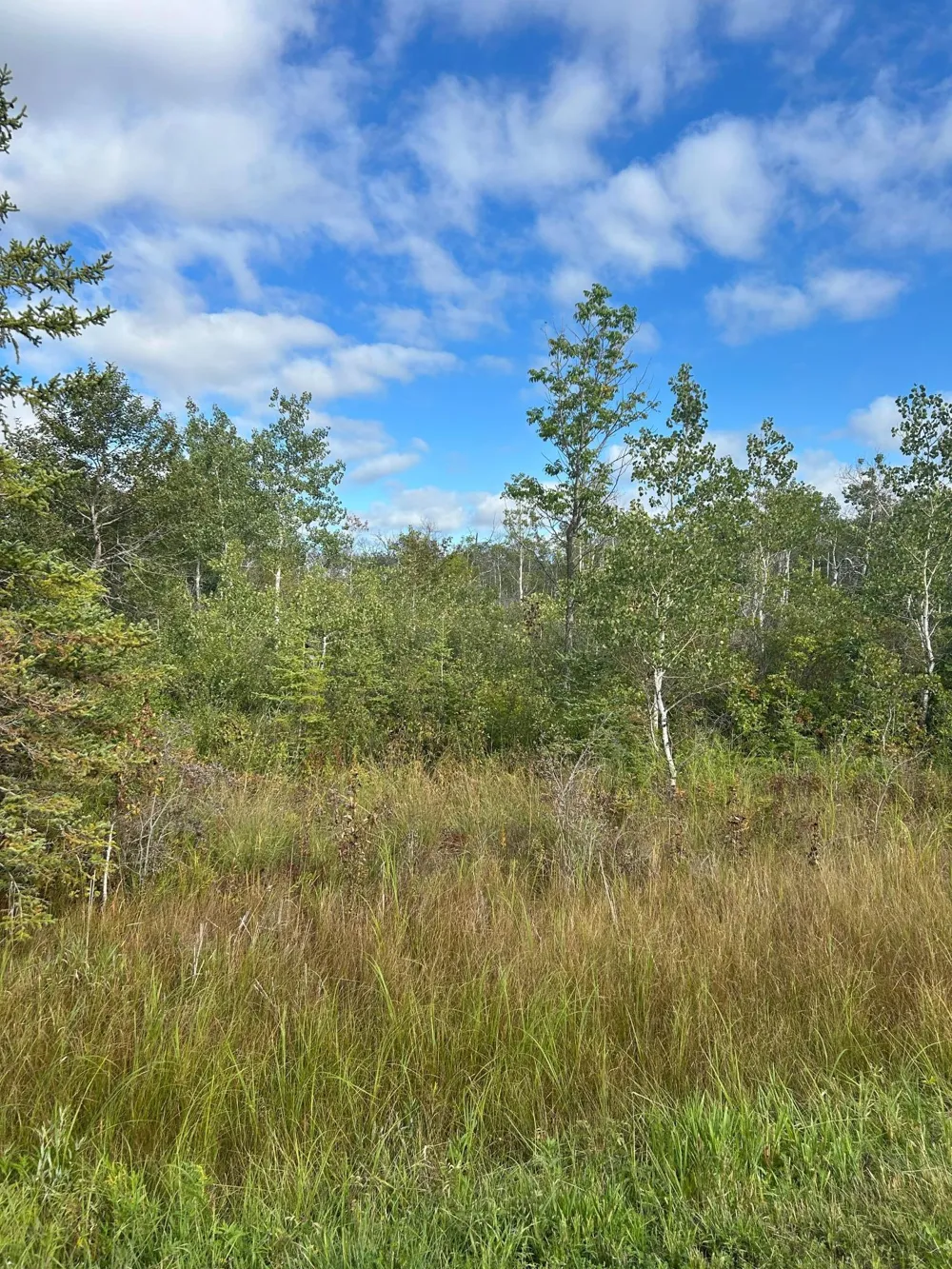 TBD 340th Avenue Roseau, MN 56751