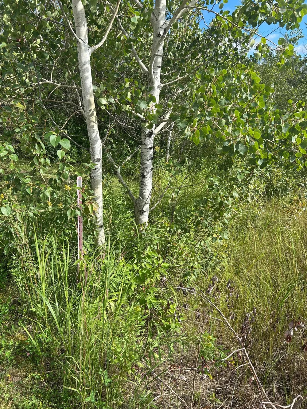 TBD 340th Avenue Roseau, MN 56751