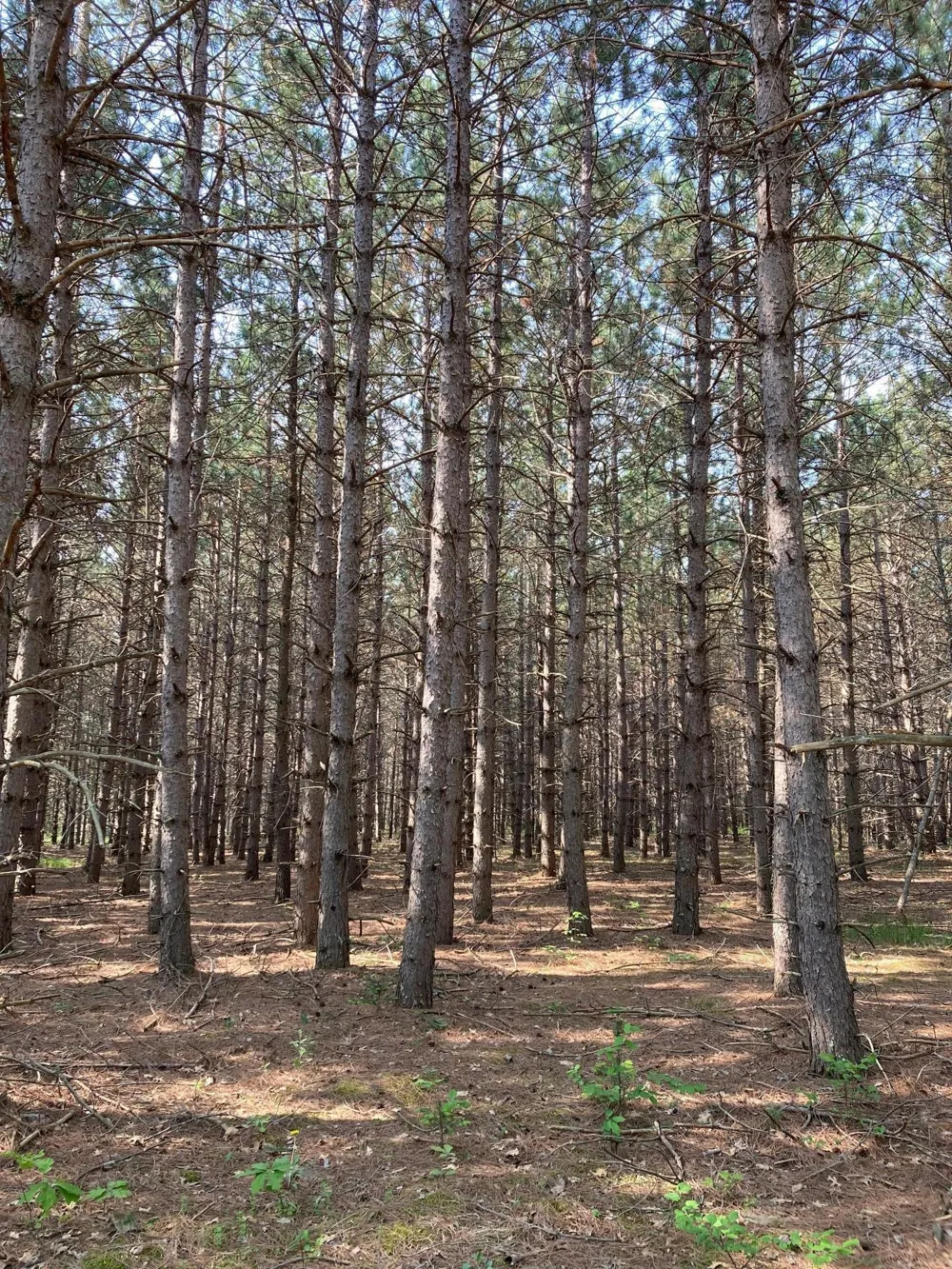 Lot 7 Fawn Lake Road Crosslake, MN 56472